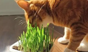 猫草应该吃多少