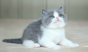 英国蓝白色短毛猫
