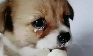 狗狗吃东西为什么哭了呢