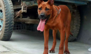莱州红犬有几个品种