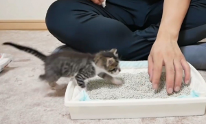 幼猫怎么教他用猫砂