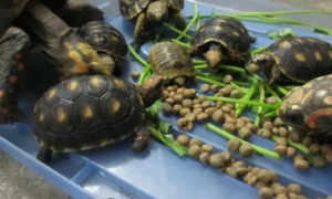 草龟每次喂多少龟粮