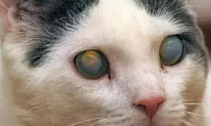 猫咪的视力为什么不好的原因