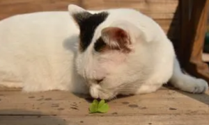 猫吃了三叶草怎么办