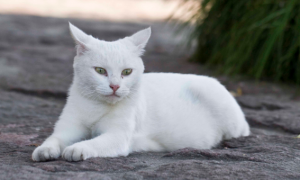 为什么会有猫咪是白色的