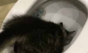猫咪为什么爱钻马桶里呢