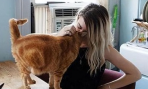猫咪为什么爱咬人鼻子