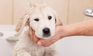 为什么狗狗会自己洗澡