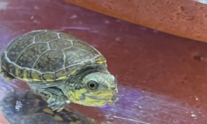 窄桥蛋龟能自然冬眠吗