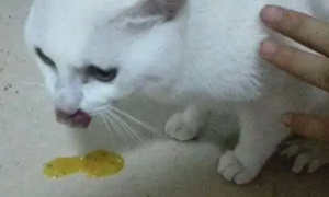 猫咪呕吐黄色液体是怎么回事吃什么药