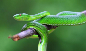 最美丽的毒蛇竹叶青蛇