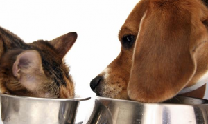 猫粮和狗粮能互相吃吗
