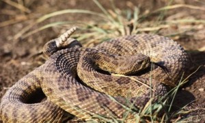 响尾蛇是国家几级保护动物