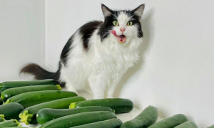 这只猫咪的饮食也太健康了，不爱罐头却喜欢黄瓜
