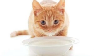 猫咪能喝哪些酸奶