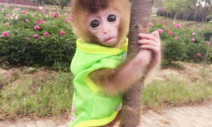 日本袖珍石猴是国家一级保护动物吗