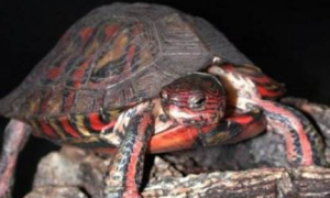 哥斯达黎加木纹龟多少钱一只