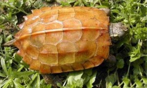 枫叶龟可以深水养吗