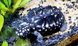 斑点池龟吃什么食物最好