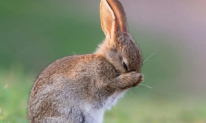 兔子的耳朵一只立着一只垂着怎么办