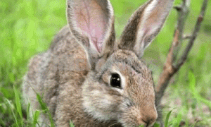 中国野兔怎么养