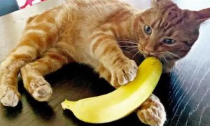 猫能吃香蕉?