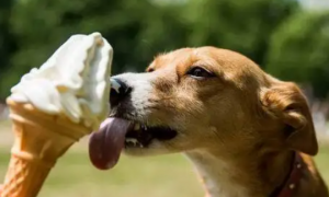 狗能吃雪糕吗