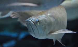 银龙鱼能和其他鱼混养吗