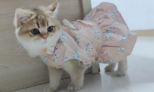 宠物猫的衣服怎么做