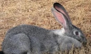 巨型金吉拉兔是最大的兔子吗