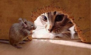 猫喜欢抓老鼠吃是因为老鼠体内含有一种什么物质吗