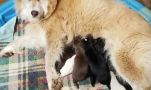 雪橇犬意外怀孕，可没想到生下两只完全不一样的狗子，厉害了！