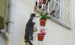 防盗窗外的花式楼梯，原来是给猫咪准备的