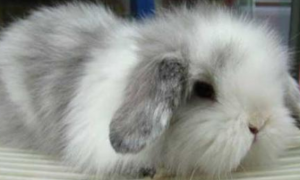 泽西长毛兔能长多少斤