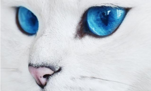 拥有绝美蓝眼睛的猫咪，迷倒万千猫奴，如今已成为主人“招财猫”