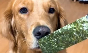 狗吃海苔可以吗