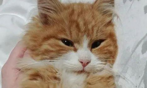 网友救了只橘猫，用了这招后猫变超甜美
