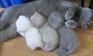 猫一次可以生多少个小猫