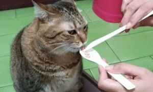 猫咪自己不吃饭，而是要让主人一口一口地喂它
