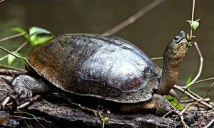 中美洲河龟吃什么食物最好