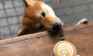 狗能喝咖啡吗