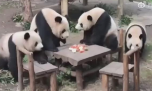 四只大熊猫凑一桌像在打麻将，一起吃苹果血战到底