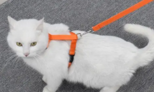 猫怎么穿牵引绳