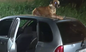 小哥车子被盗，等被找回时发现流浪狗在看车