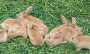 虎皮黄兔寿命有多长