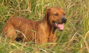 罗得西亚脊背犬的寿命一般是多久