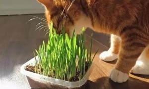 猫草一次吃多少