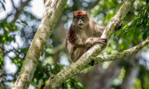 乌干达红疣猴多少钱一只