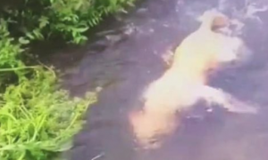网民认为金毛在河中出了出现意外，結果它仅仅在潜游