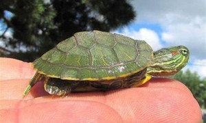 黄肚红耳龟寿命多少年